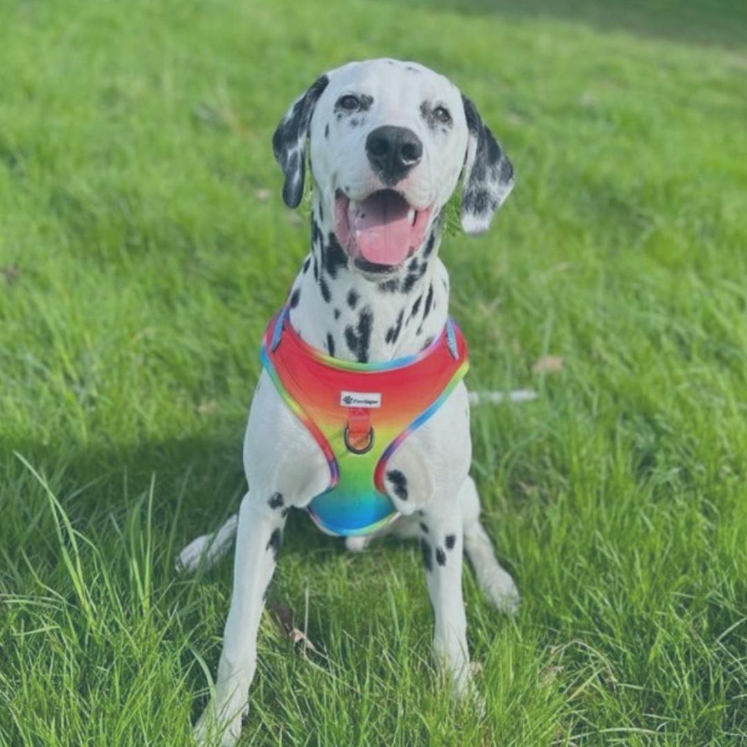 Basic Obedience Training in Dublin, Ireland